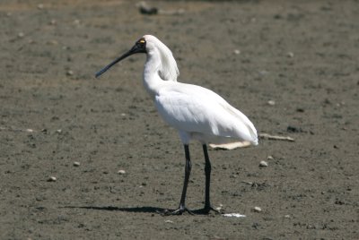 071208 1h Royal Spoonbill Platalea regia inside Curio Bay.jpg