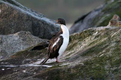 071208 1j Stewart Island Shag Leucocarbo chalconotus Stewart Island.jpg