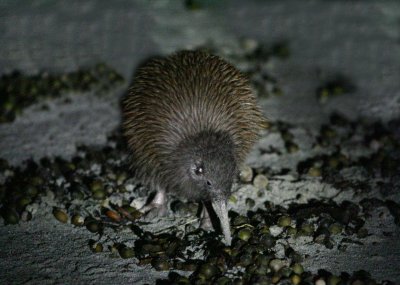 Southern Brown Kiwi Apteryx australis Stewart Island 071208