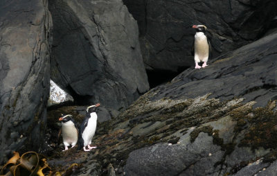 071209 1 Fiordland Crested Penguin Eudyptes pachyrhynchus Stewart Island.jpg