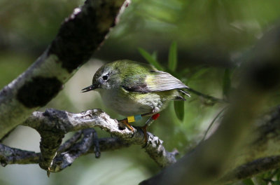 071209 1e1 Rifleman Acanthisitta chloris Ulva Island.jpg