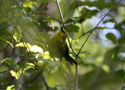 071209 1g Yellowhead Mohoua ochrocephala Ulva Island.jpg