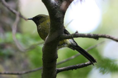 071209 1h Bellbird Anthornis melanura Ulva Island.jpg