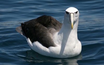 071209 1i White-capped Shy Albatross Diomedea cauta steadi Ulva Island - Muttonbird Island.jpg