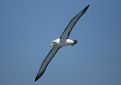 071209 1j White-capped Shy Albatross Diomedea cauta steadi Ulva Island - Muttonbird Island_redigerad-1.jpg