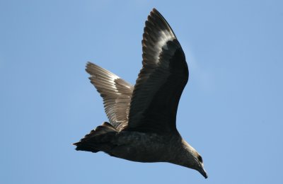 071209 1k Brown Skua Stercorarius antarctica Ulva Island - Muttonbird Island.jpg