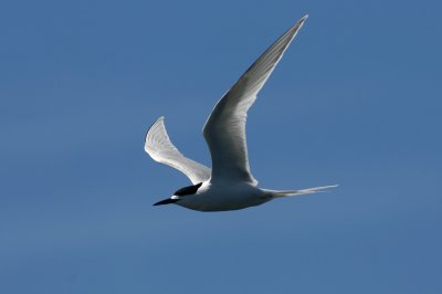 071209 1l White-fronted Tern Sterna striata Ulva Island - Muttonbird Island.jpg