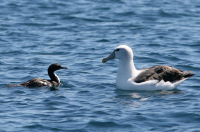 071209 1m Meeting somewhere between Ulva Island and Muttonbird Island.jpg