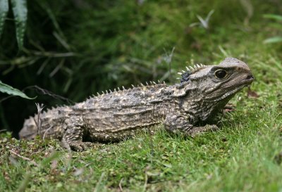 071210 1b Tuatara Sphenodon guntheri Southland Museum and Art Gallery Invercargill.jpg