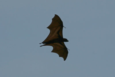 071213 1c Island Flying Fox Pteropus hypomelanus Pulau Rambut