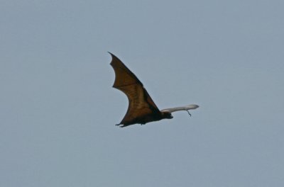 071213 1b Indian Flying Fox Pteropus hypomelanus Pulau Rambut_redigerad-1.jpg