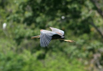 071213 1h Purple Heron Ardea purpurea Pulau Rambut.jpg