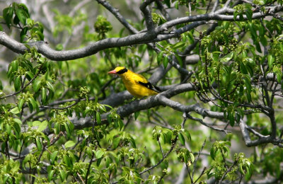 071213 1l Black-naped oriole.jpg