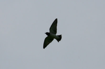 071213 1l White-breasted Wood-swallow Artamus leucorhynchus Pulau ramput.jpg