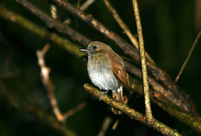 071214 1b Sunda Blue Robin Cinclidium diana female Gunung Gede-Pangrango NP.jpg