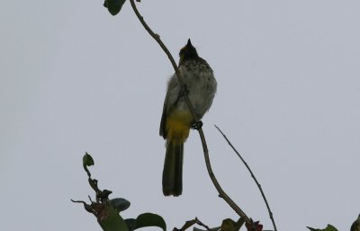 071214 1f Orange-spotted Bulbul Pycnonotus bimaculatus Gunung Gede-Pangrango NP.jpg