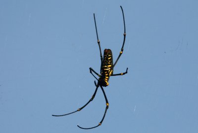 071215 1c Spider sp Gunung Gede-Pangrango NP.jpg