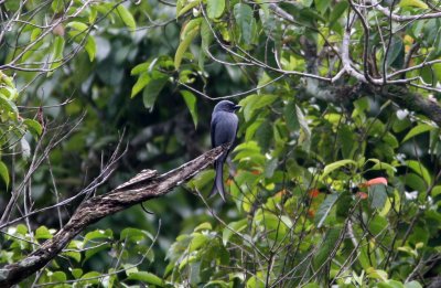 071217 1a Ashy Drongo Dicrurus leucophaeus TeLuga Warna.jpg