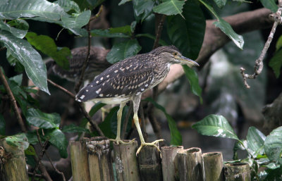 071217 1b Black-crowned Night-heron Nycticorax nycticorax juv Breeding colony at Bogor Botanical garden.jpg