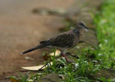 071217 1f Spotted Dove Streptopelia chinensis Bogor Botanical Garden.jpg