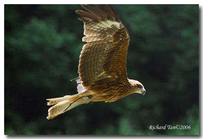 jurong_bird_park_3