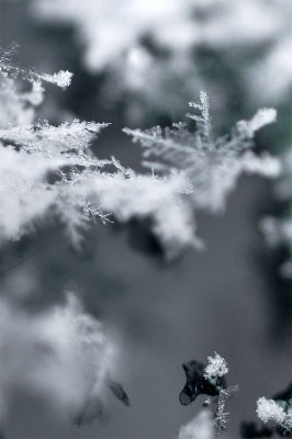 9th March 2011 flakes