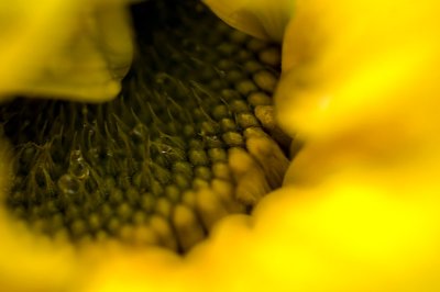 29th June 2011 <br> sunflower