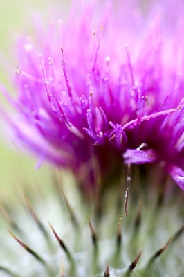 12th August 2011 thistle