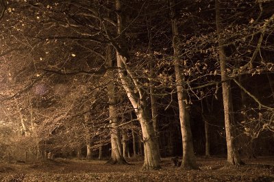 14th November 2011  November trees