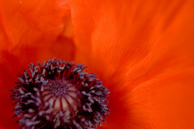 27th May 2012  first poppy