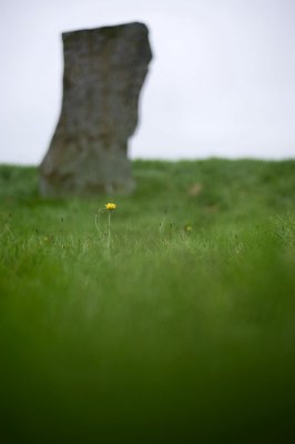 13th August 2012  dandelions amongst the stones