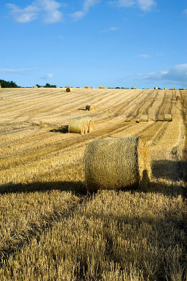 16th August 2012  bales are out
