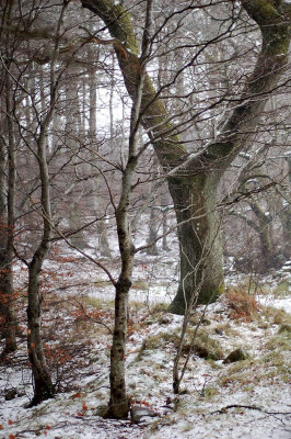 3rd January 2008 <br> winter in the woods