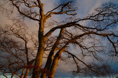 23rd January 2008 <br> winter sunshine