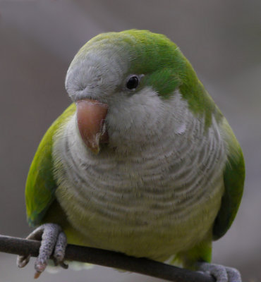 e Mr Bird 2 GH2  2   ps cs5 P1010029.jpg