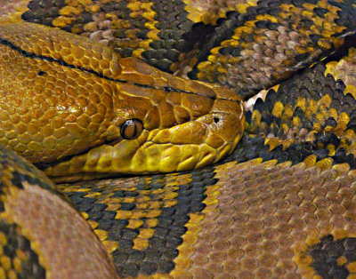 e TBZ  snake  GH2  ps cs5 P1010778.jpg