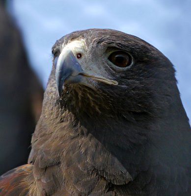 eee2  hawk  TBZ  GH2  ps cs5 P1010470.jpg