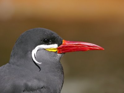 e BXZOO GH2 45-200  ps cs5  P1030131.jpg
