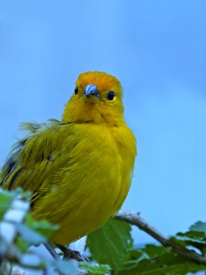 e BXZOO GH2 45-200  ps cs5 P1020803.jpg