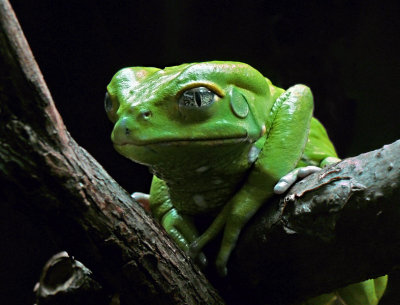 e BXZOO GH2 45-200  ps cs5 P1020853.jpg