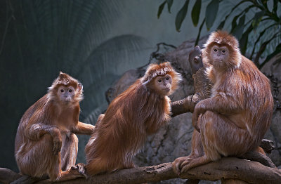e BxZoo  GH2  ps cs5 P1020469.jpg