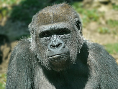 e BxZoo  GH2  ps cs5  P1020624.jpg