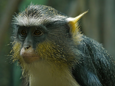 E BxZoo  GH2  ps cs5 P1020672.jpg