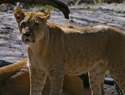 E BxZoo  GH2  ps cs5  P1020419.jpg