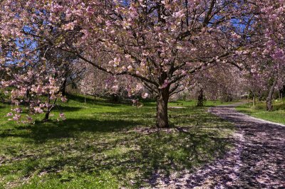 e Cherry Blossoms  2011  GH2  ps cs5  P1030193.jpg