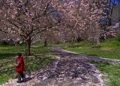 e Cherry Blossoms  2011  GH2  ps cs5 P1030220.jpg