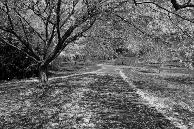 e CB2  BW  LX3 ps cs5 RAWP1040107.jpg