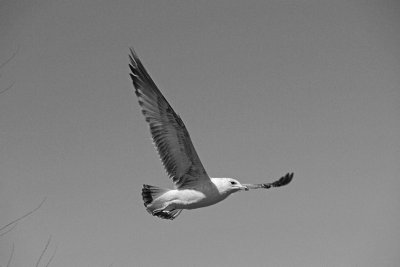 e BW Vacation 2011 GH2 ps cs5 P1040266.jpg