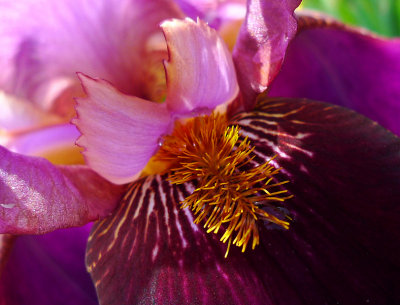 e iris  garden  2011  LX3  FS onlyCROP  P1050839.jpg