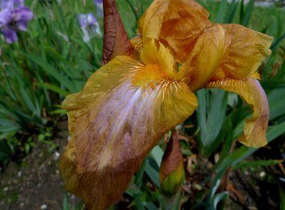 e iris  garden  2011  LX3  FS onlyP1050825.jpg